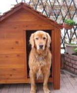 大型犬の犬小屋を限られた幅に製作してほしいとお問い合わせを頂きま... 限られたスペースの犬小屋